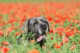 CANE CORSO 006